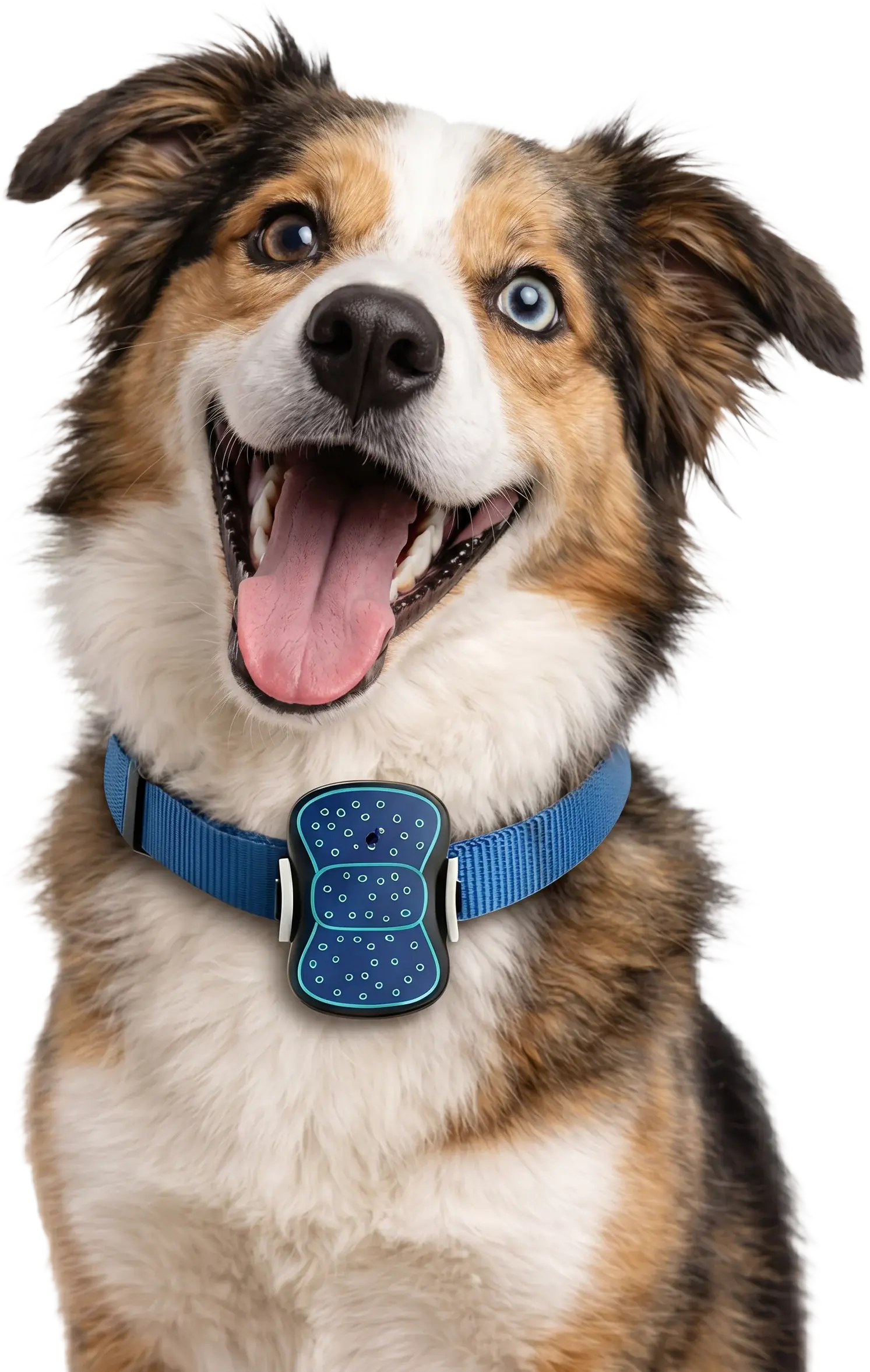 Track Your Pet Anytime, Anywhere